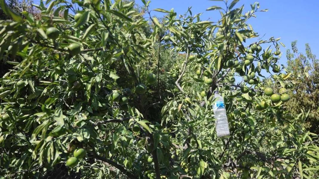 Hatay’da Buruk Mandalina Hasadı! Kuraklık Verimi Vurdu 6